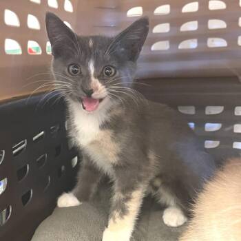 Lucy -  Domestic Short Hair Cat for Adoption in Albert Lea, Minnesota - Lucy | PetCurious