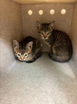 Domestic Short Hair Cats Available for Adoption in Texas City, Texas - A043603 | PetCurious