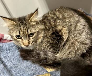 Tabby Cats Available for Adoption in Waxhaw, North Carolina - Barb | PetCurious
