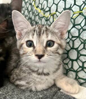 Brie -  Domestic Short Hair Cat for Adoption in Cottonwood, Arizona - Brie | PetCurious
