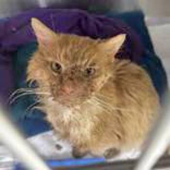 Rescue Domestic Long Hair Cats for Adoption in Portsmouth, Ohio - Kenny | PetCurious