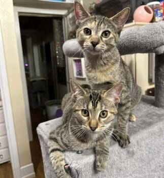 Tabby Cats Available for Adoption in Waxahachie, Texas - Sienna & Shamee | PetCurious