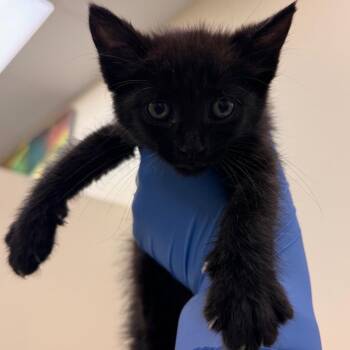 Subie -  Domestic Short Hair Cat for Adoption in Lynchburg, Virginia - Subie | PetCurious