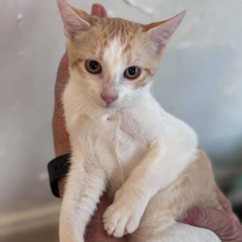 Gotti -  Domestic Short Hair Cat for Adoption in Fort Lauderdale, Florida - Gotti | PetCurious