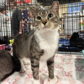 Thomas -  Domestic Short Hair Cat for Adoption in Panama City, Florida - Thomas | PetCurious