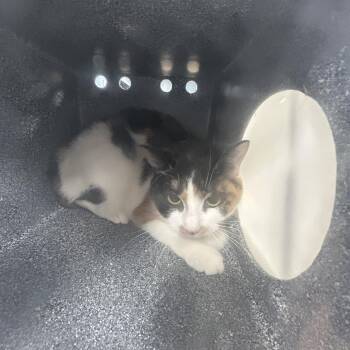 Domestic Short Hair Cats Available for Adoption in Newark, New Jersey - Tink Jr | PetCurious