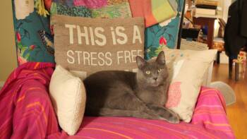 Domestic Short Hair Cats Available for Adoption in Evanston, Illinois - Atlas | PetCurious
