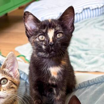 Pineapple -  Domestic Short Hair Cat for Adoption in San Diego, California - Pineapple | PetCurious