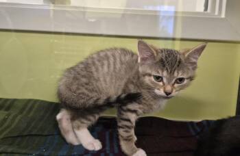 Squeegee -  Domestic Short Hair Cat for Adoption in Dickson, Tennessee - Squeegee | PetCurious