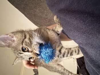 Rescue Domestic Short Hair and Tabby Cats for Adoption in Humble, Texas - Gator | PetCurious