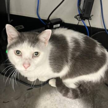 Baloo -  Domestic Short Hair Cat for Adoption in Tampa, Florida - Baloo | PetCurious