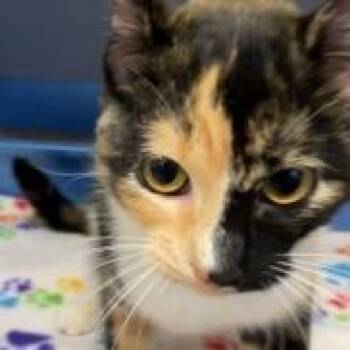Ambra - Located at PetSmart by Lindale Mall -  Domestic Short Hair Cat for Adoption in Cedar Rapids, Iowa - Ambra - Located At PetSmart By Lindale Mall | PetCurious