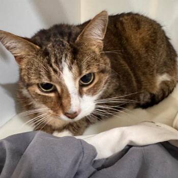 OLLIE -  Domestic Short Hair Cat for Adoption in Barnstable, Massachusetts - OLLIE | PetCurious