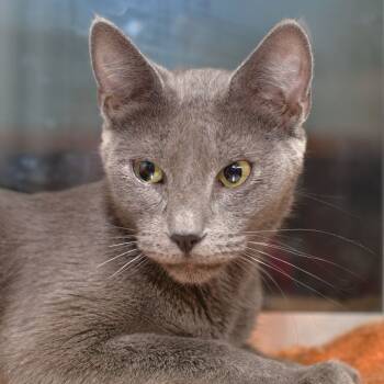 Rescue Domestic Short Hair Cats for Adoption in Ottawa, Kansas - Shadow | PetCurious