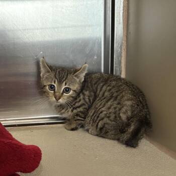 Piranha -  Domestic Short Hair Cat for Adoption in Clavet, Saskatchewan - Piranha | PetCurious