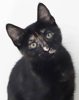 Seaweed is a baby smush - Sooo sweet sooo pretty - soooo tiny -  -  Tortoiseshell Cat for Adoption in Bedford Hills, New York - Seaweed Is A Baby Smush - Sooo Sweet Sooo Pretty - Soooo Tiny -  | PetCurious