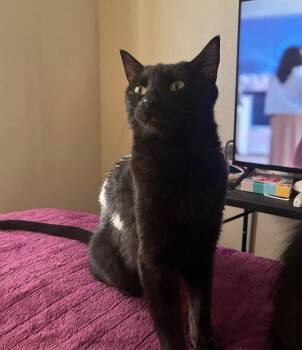 Andie -  Domestic Short Hair Cat for Adoption in Gladstone, Oregon - Andie | PetCurious