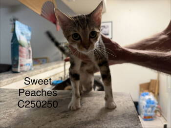 Rescue Domestic Short Hair Cats for Adoption in The Woodlands, Texas - Sweet Peaches | PetCurious