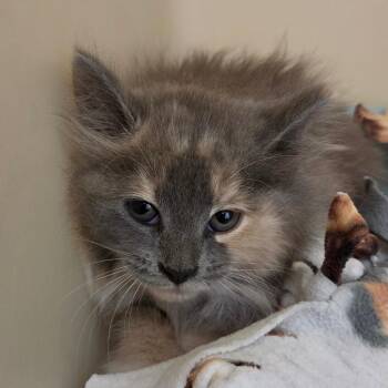 June -  Domestic Long Hair Cat for Adoption in Zanesville, Ohio - June | PetCurious