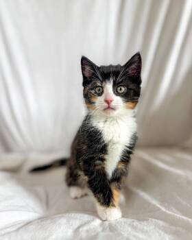 Domestic Short Hair Cats Available for Adoption in Calgary, Alberta - Sumac | PetCurious
