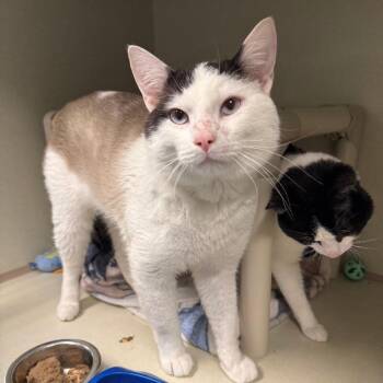 Porthos -  Domestic Short Hair Cat for Adoption in Fort Collins, Colorado - Porthos | PetCurious