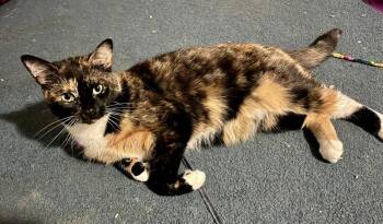 Callie -  Domestic Short Hair Cat Available for Adoption in Bolton, Connecticut - Callie | PetCurious