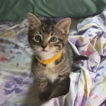 Cielo-C -  Domestic Short Hair Cat for Adoption in East St. Louis, Illinois - Cielo-C | PetCurious