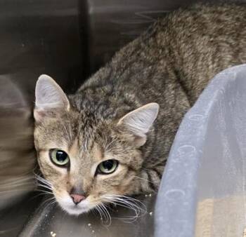Cal -  Domestic Short Hair Cat for Adoption in Dubuque, Iowa - Cal | PetCurious