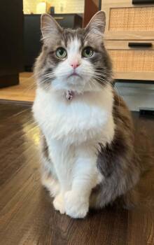 Leia -  Domestic Long Hair Cat for Adoption in Anchorage, Alaska - Leia | PetCurious