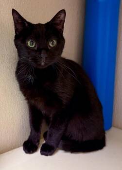 Ari -  Domestic Short Hair Cat for Adoption in Verona, Wisconsin - Ari | PetCurious