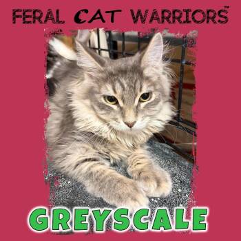 Domestic Medium Hair Cats Available for Adoption in Kingman, Arizona - Grayscale | PetCurious