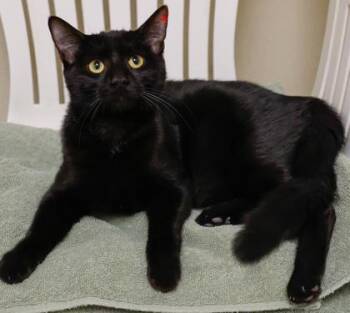 Domestic Short Hair Cats Available for Adoption - Faith | PetCurious