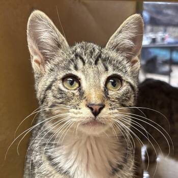 Mario -  Domestic Short Hair Cat for Adoption in Sonora, California - Mario | PetCurious
