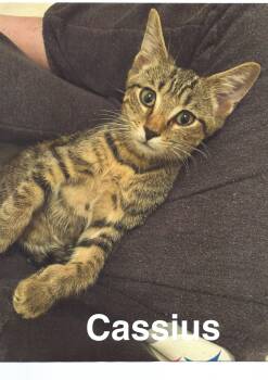 Domestic Short Hair Cats Available for Adoption - Cassius | PetCurious