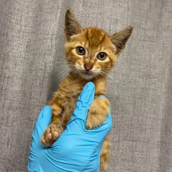 Domestic Short Hair Cats Available for Adoption in Hattiesburg, Mississippi - Bleu | PetCurious