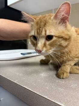Koi -  Domestic Long Hair Cat Available for Adoption in Salisbury, Maryland - Koi | PetCurious