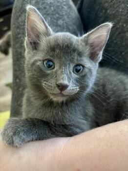 Bobby -  Domestic Short Hair Cat for Adoption in Clyde, North Carolina - Bobby | PetCurious