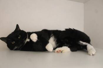 Domestic Short Hair Cats Available for Adoption in Chestertown, Maryland - Penguin | PetCurious