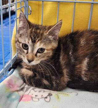 Rescue Tabby Cats for Adoption in Wayne, New Jersey - Gertie | PetCurious