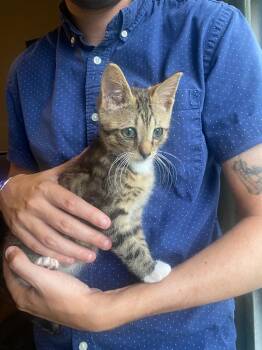 Oracle -  Domestic Short Hair Cat for Adoption in Gorham, Maine - Oracle | PetCurious
