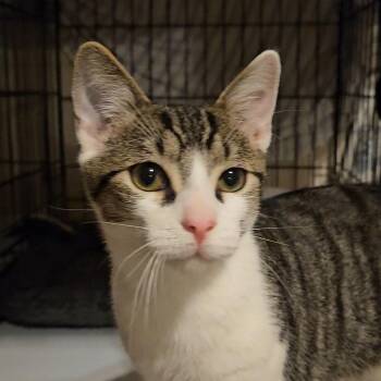 Comet N. - Getting Braver -  Domestic Short Hair Cat for Adoption in New York, New York - Comet N. - Getting Braver | PetCurious