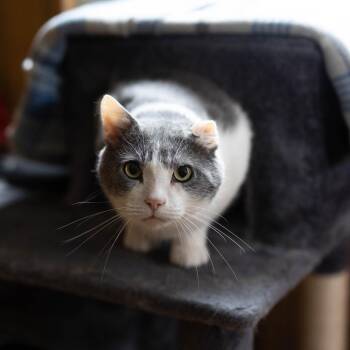 Pascal -  British Shorthair and Russian Blue Cat for Adoption - Pascal | PetCurious