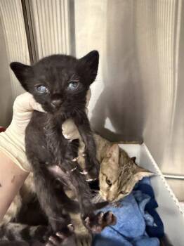 LEGO -  Domestic Short Hair Cat for Adoption in Baytown, Texas - LEGO | PetCurious