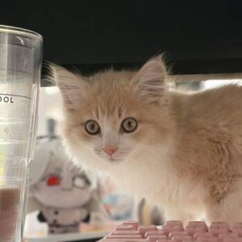 Namor -  Domestic Long Hair Cat for Adoption in Tipp City, Ohio - Namor | PetCurious