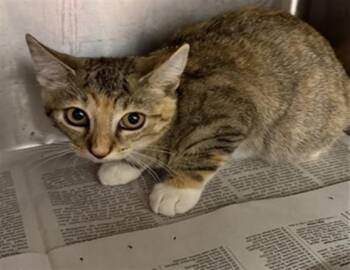 SAGE -  Domestic Medium Hair Cat for Adoption in Jacksonville, Florida - SAGE | PetCurious