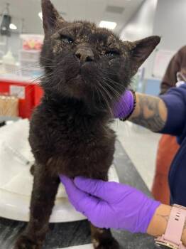 Domestic Short Hair Cats Available for Adoption - A134795 | PetCurious