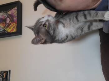 Rescue Domestic Short Hair Cats for Adoption in Holly, Michigan - Petey | PetCurious