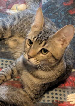 Rescue Domestic Short Hair Cats for Adoption in Phoenix, Arizona - Sabbath | PetCurious