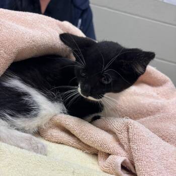 Tetherball -  Domestic Short Hair Cat for Adoption in Bristol, Indiana - Tetherball | PetCurious