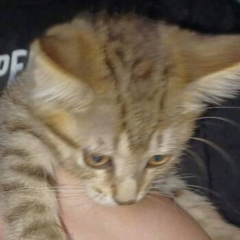 Bailee -  Domestic Short Hair Cat for Adoption - Bailee | PetCurious